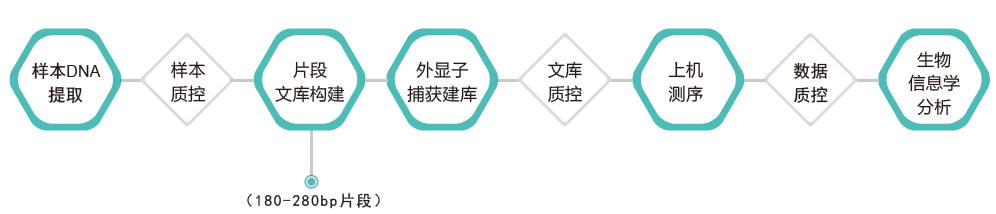 全外显子测序-技术路线-k8凯发基因 全外显子测序-技术路线-k8凯发基因