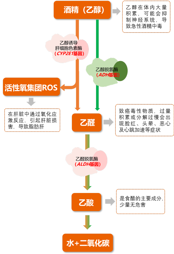 酒精代谢途径——k8凯发基因