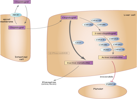 氯吡格雷抗血小板聚集机理_P2Y12受体拮抗剂的选择困惑——氯吡格雷还是替格瑞洛？_k8凯发基因